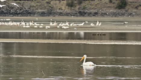 Aerial-Grace:-American-White-Pelicans-at-Cooney-Bay,-Kamloops-in-Autumn