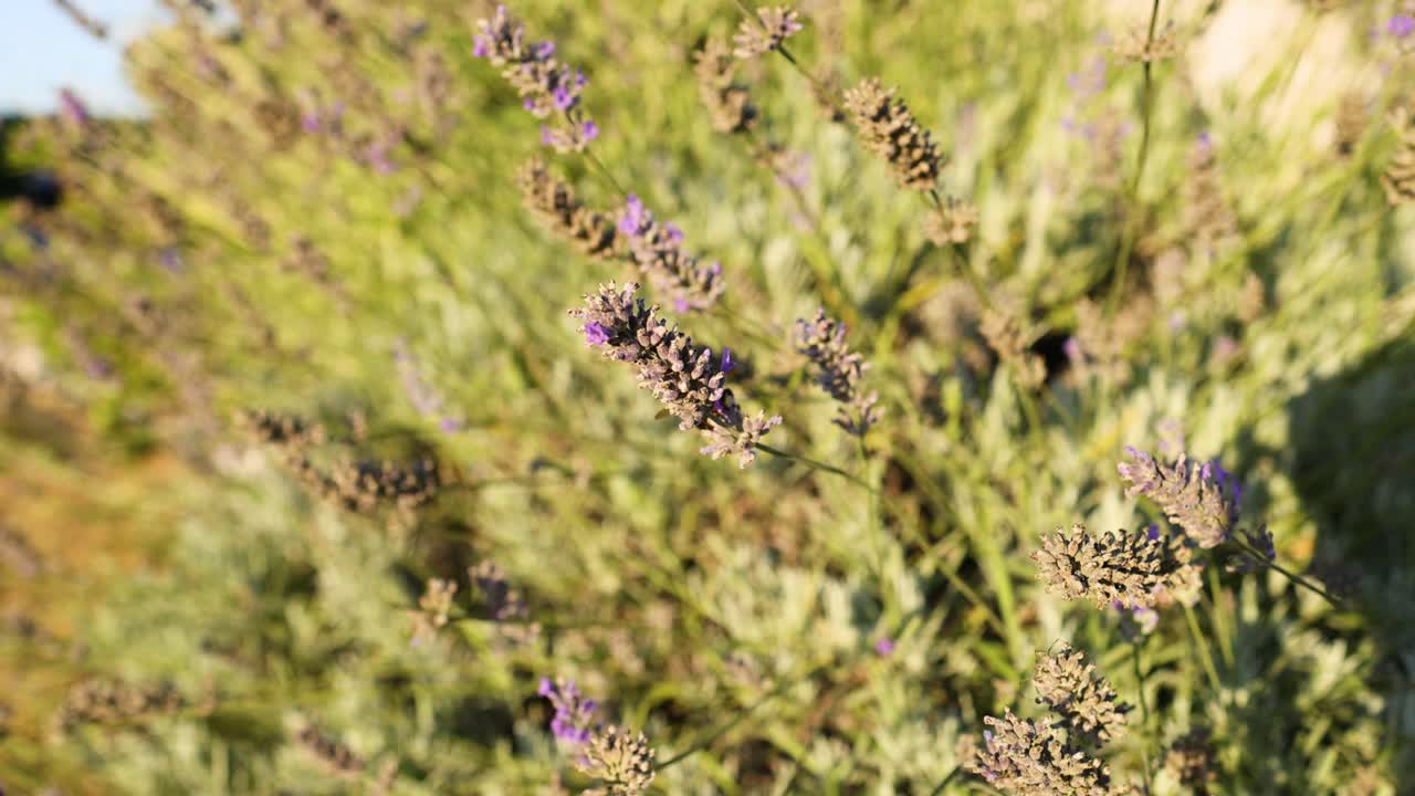 las plantas de lavanda se balancean suavemente en la brisa