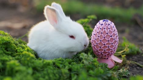easter bunny and easter eggs on green grass field spring meadow