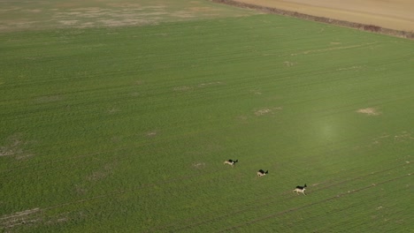 three roe deers running on the field on a sunny summer day