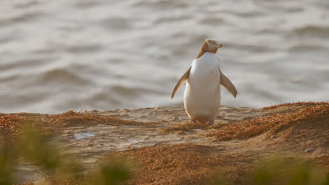 Gelbaugenpinguin-Steht-Bei-Sonnenaufgang-Auf-Dem-Felsen-In-Katiki-Point,-Neuseeland---Zeitlupe