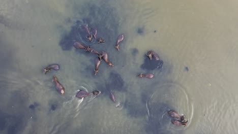 water buffalo in a river