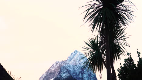 Silhouette-of-cabbage-tree-swaying-in-wind,-Mount-Pembroke-in-background