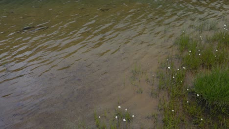 Close-up-of-gentle-waves-ripples-washing-against-shore-in-a-lake-in-Valmalenco