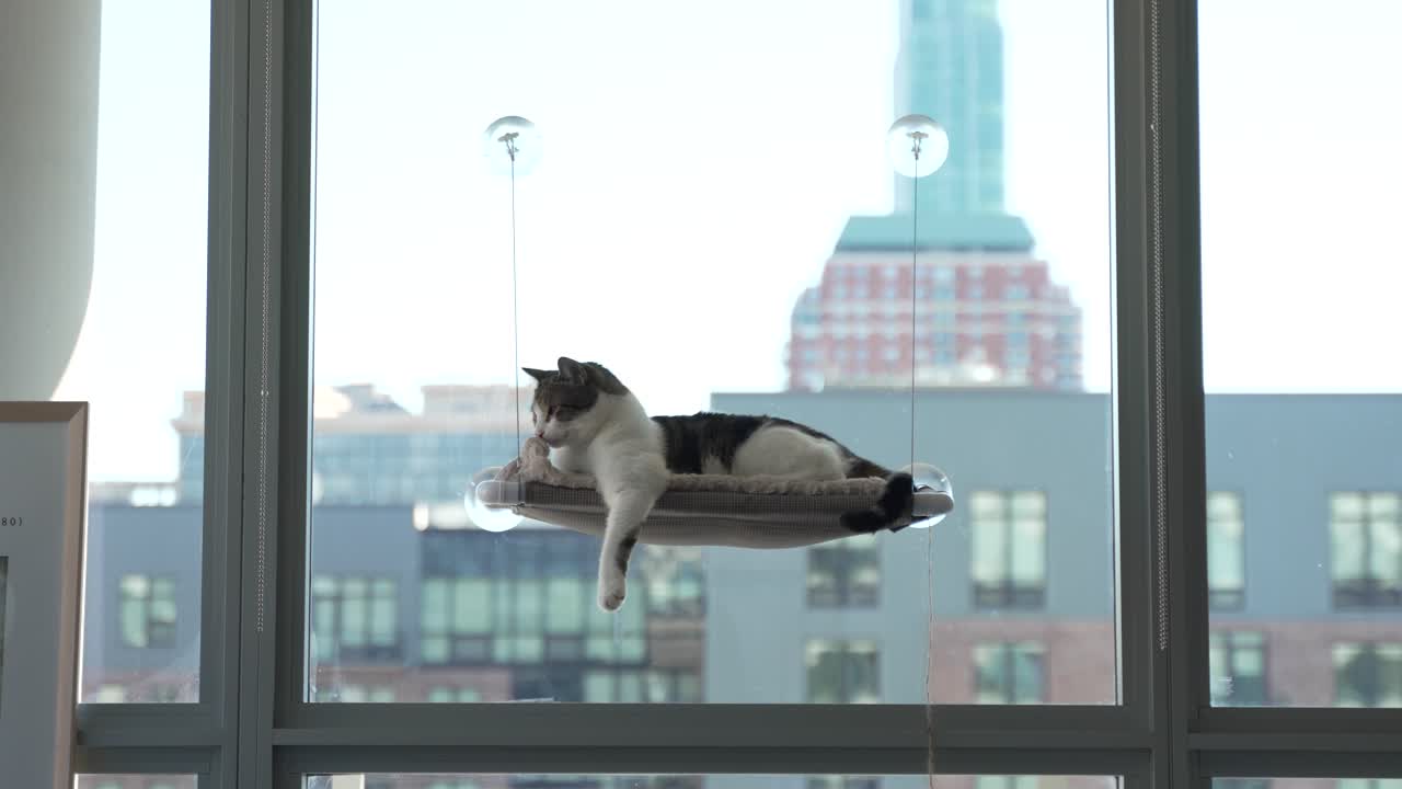 도시 건물 앞 에 해마크 에 누워 있는 고양이