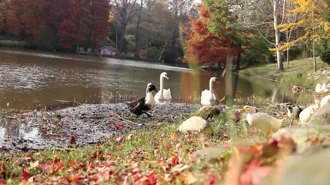 patos días de otoño