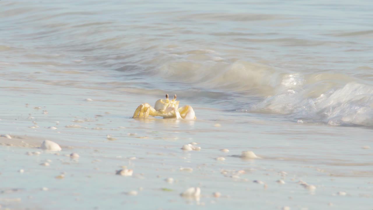 모래 바다 해안에 바다 물 파도에서 나오는 유령 게