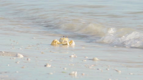 海水の波から砂浜に現れるオバケカニ