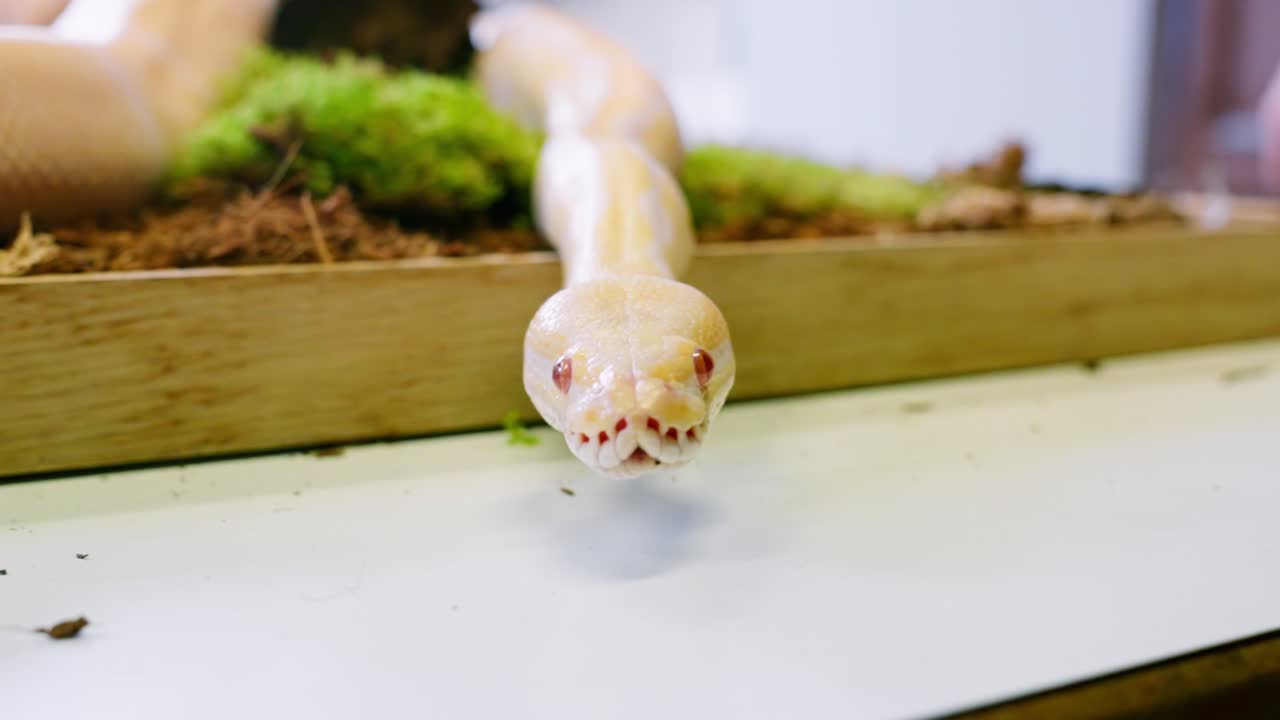A snake moves slowly toward the camera, showing intricate details in its texture and appearance