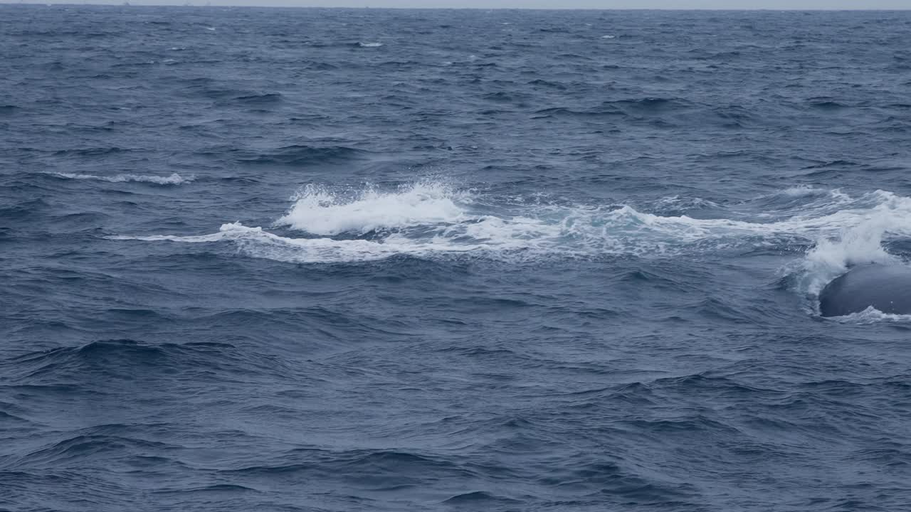 Jumping humpback whale creating splashes in the ocean in slow motion off the coast of Peru