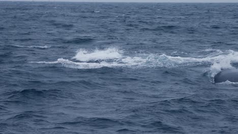 jumping humpback whale creating splashes in the ocean in slow motion off the coast of peru