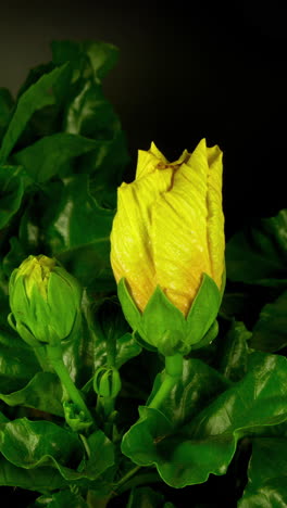 lilly flower timelapse growing in vertical