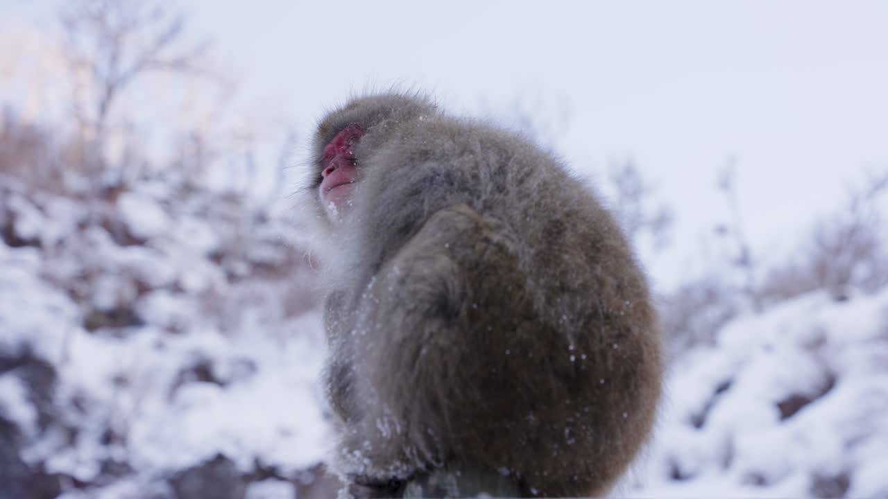 Macaco da Neve nas Montanhas de Nagano, Japão