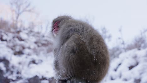 snow monkey in the mountains of nagano, japan