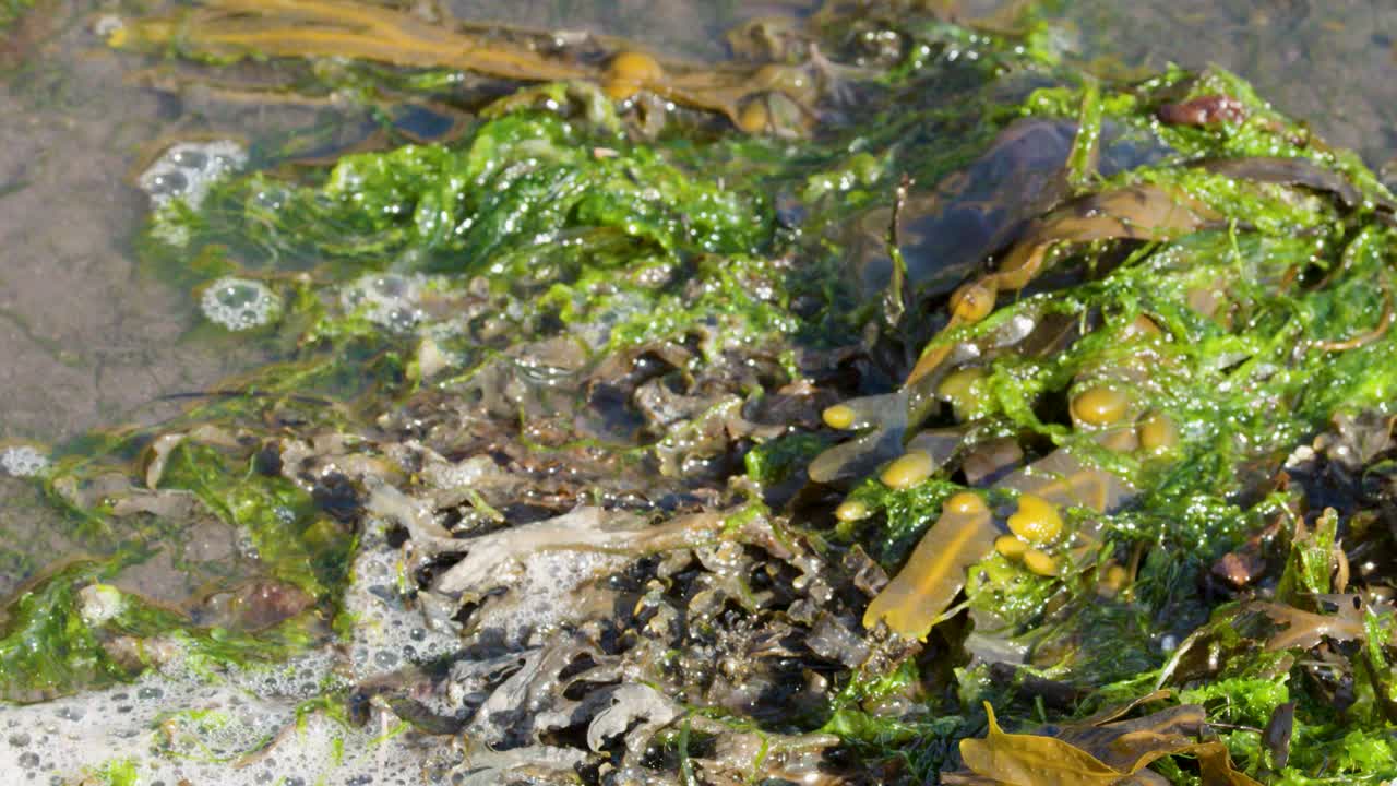 Clear tidal water flows over green and brown seaweed on a sunlit rocky Scottish shoreline