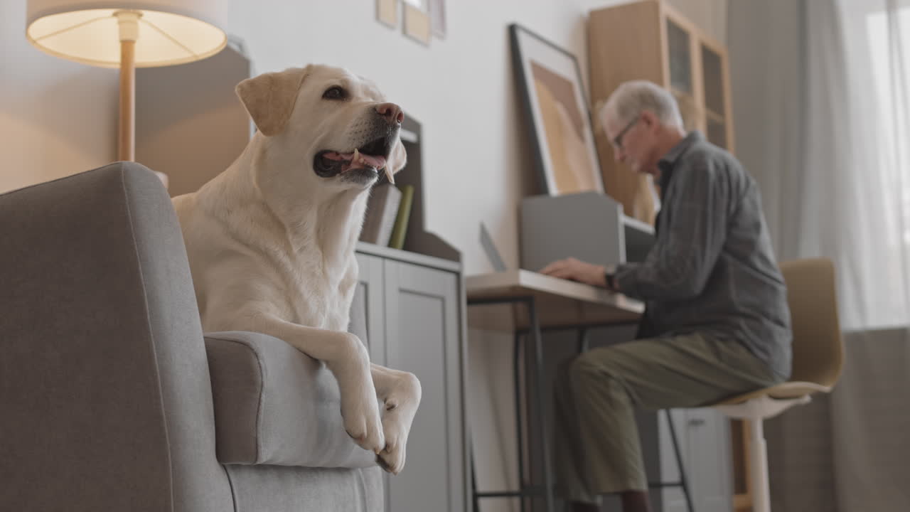 Labrador Retriever and Senior Man Spending Time at Home