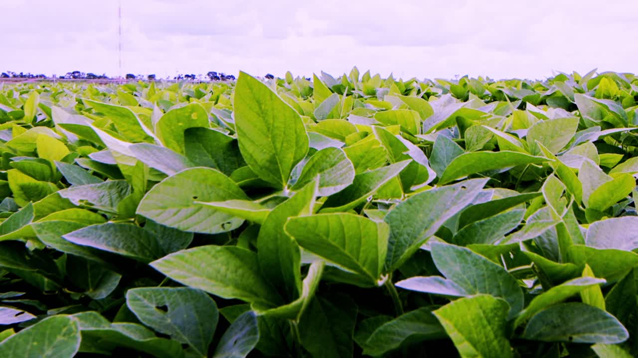 campo de plantas de soja en una gran plantación en brasil