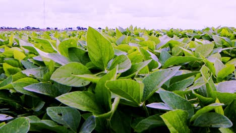 Field-of-soybean-plants-on-a-huge-plantation-in-Brazil