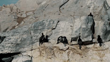 Imperial-Cormorants-On-Rock-Island-In-The-Beagle-Channel-Near-Ushuaia,-Argentina