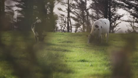 Dos-Vacas-Blancas-Y-Negras-Pastando-En-Un-Pasto-Verde-Y-Exuberante