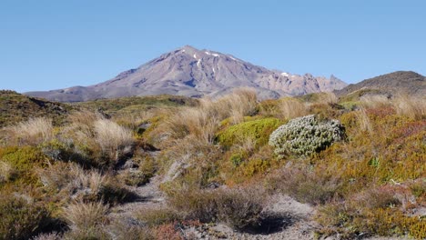panorámica a través de la meseta de hierba de matas volcánicas del monte tongariro en la distancia