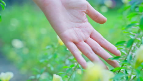 Mano-De-Niña-En-Un-Campo-De-Flores-Al-Atardecer