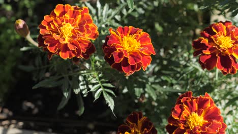 flor roja y amarilla brillante en un jardín