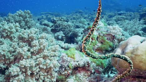 a tiny yet beautiful whip coral shrimp, perfectly camouflaged, stands still on the coral with a colorful ocean landscape in the background