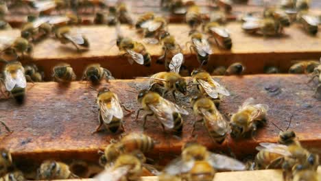 Abejas-Enfocadas-Sobre-El-Panal-De-Miel-Enmarcado-De-La-Colmena