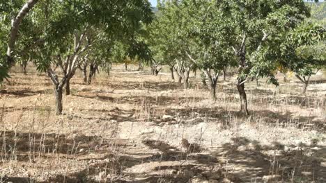 Jardín-De-Almendros-De-Callejón-Largo