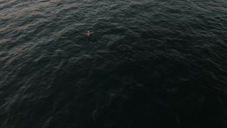 seabird flying over the ocean water at sunset in guanacaste, costa rica - drone shot