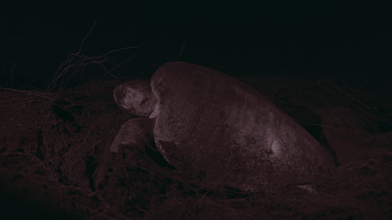 Large olive ridley turtle nesting on a dark beach at night, dry branches in the background, side view