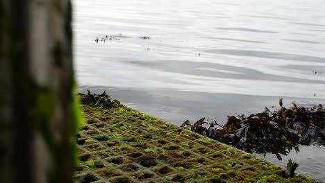 close up shot of a seaweed covered grid in the north sea in the netherlands