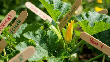 a vibrant garden scene showcasing budding zucchini plants, featuring rich green leaves and blooming yellow flowers, each labeled with educational stakes for identification