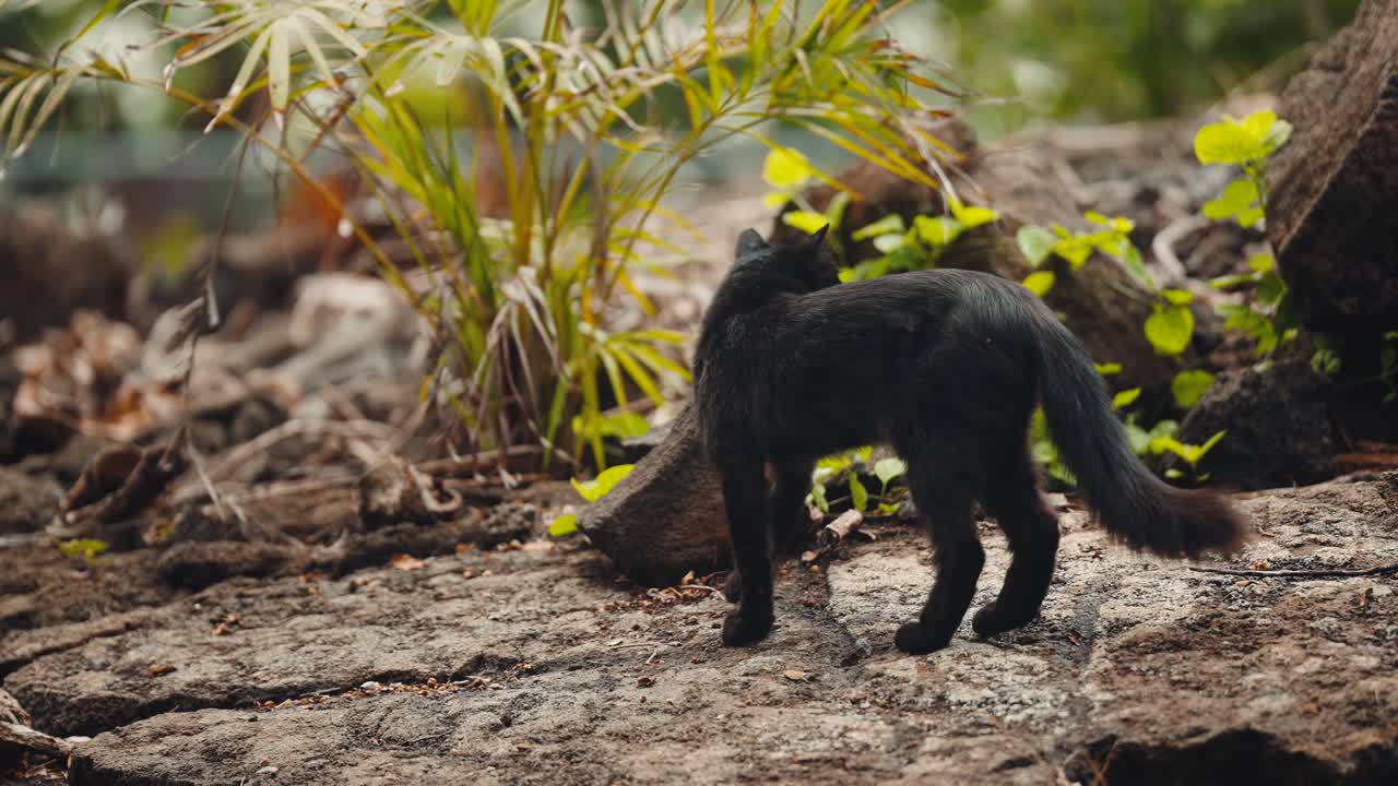 Stray shaggy black cat walking through jungle. Slow motion