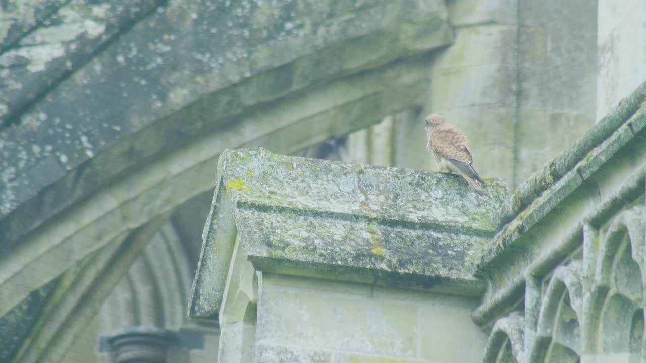 Gheppio comune (Falco tinnunculus) appollaiato sul tetto di una storica cattedrale in pietra nel Regno Unito. Uccello rapace urbano che riposa su un'architettura gotica