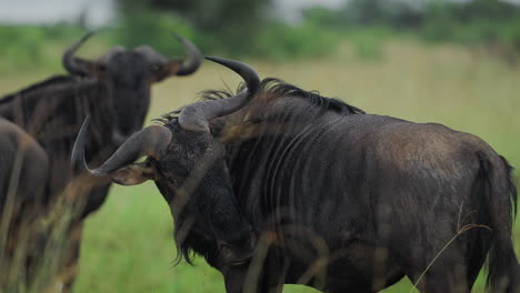 wildebeest in a wet african savanna