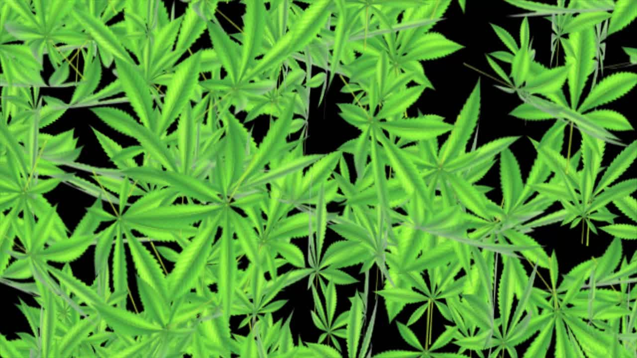 Lovely green cannabis leaves loop background leaf realistic 3d loop animation marijuana cannabis