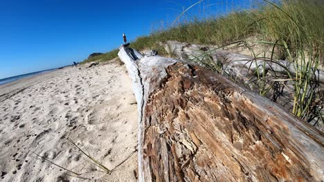 corriendo lentamente a lo largo de un largo trozo de madera flotante que descansa sobre el borde de una duna de arena - playa