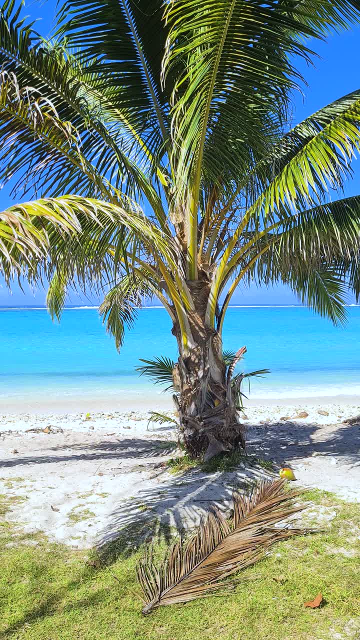 Vertical View of Palm Tree at Beach on French Polynesia's Island, White Sand and Turquoise Water