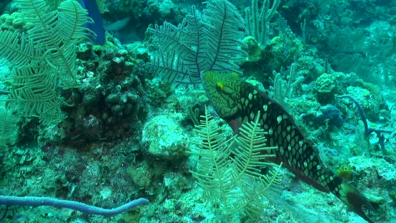 신호등비늘돔과 블루탱