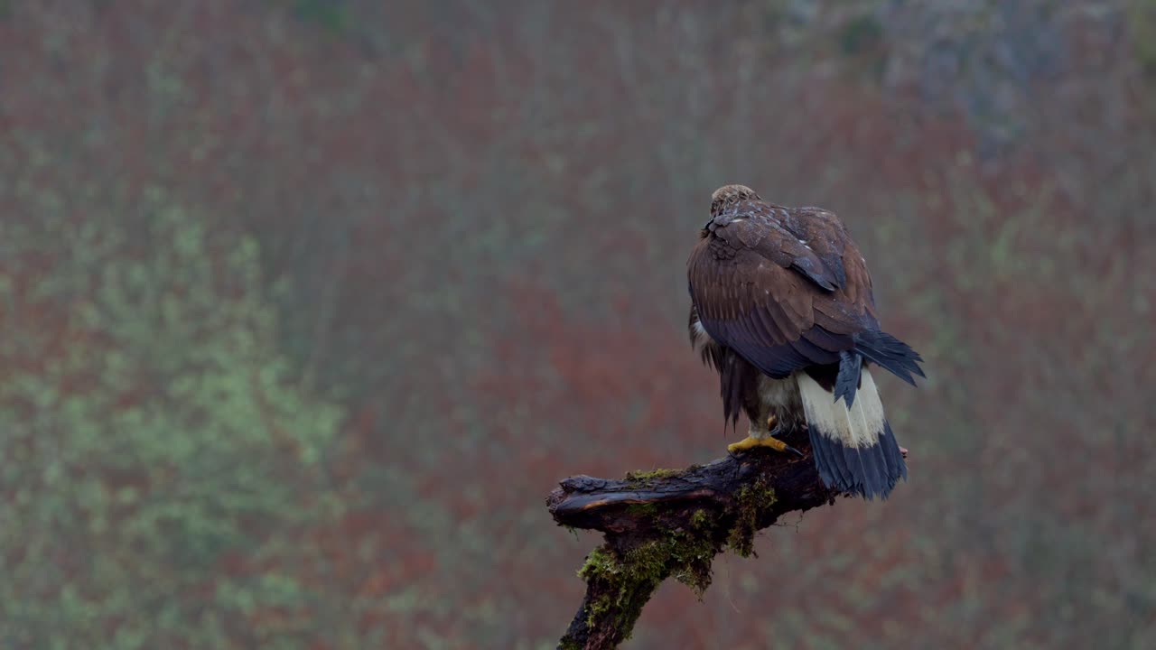 pollito de águila dorada sentado en la rama de un árbol
