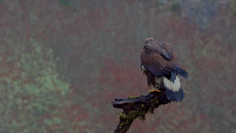 Golden-eagle-chick-sitting-on-tree-branch