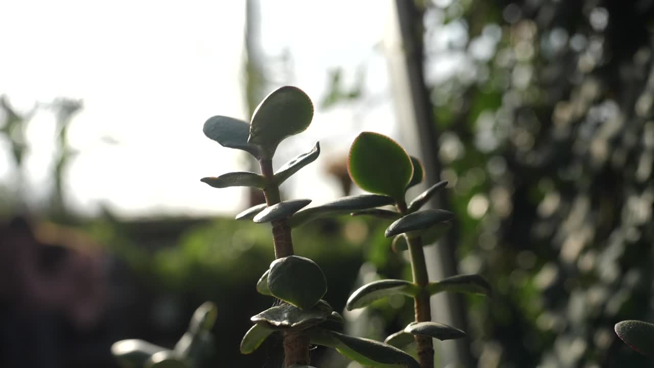 재드 식물 의 근접 사진