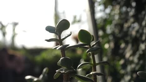 primer plano de la planta de jade