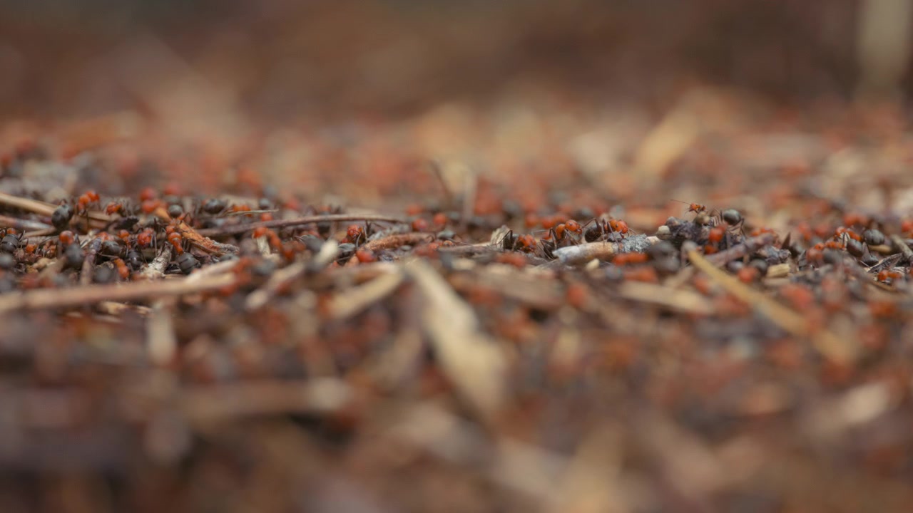 Kolonie vuurmieren rennend in het bos