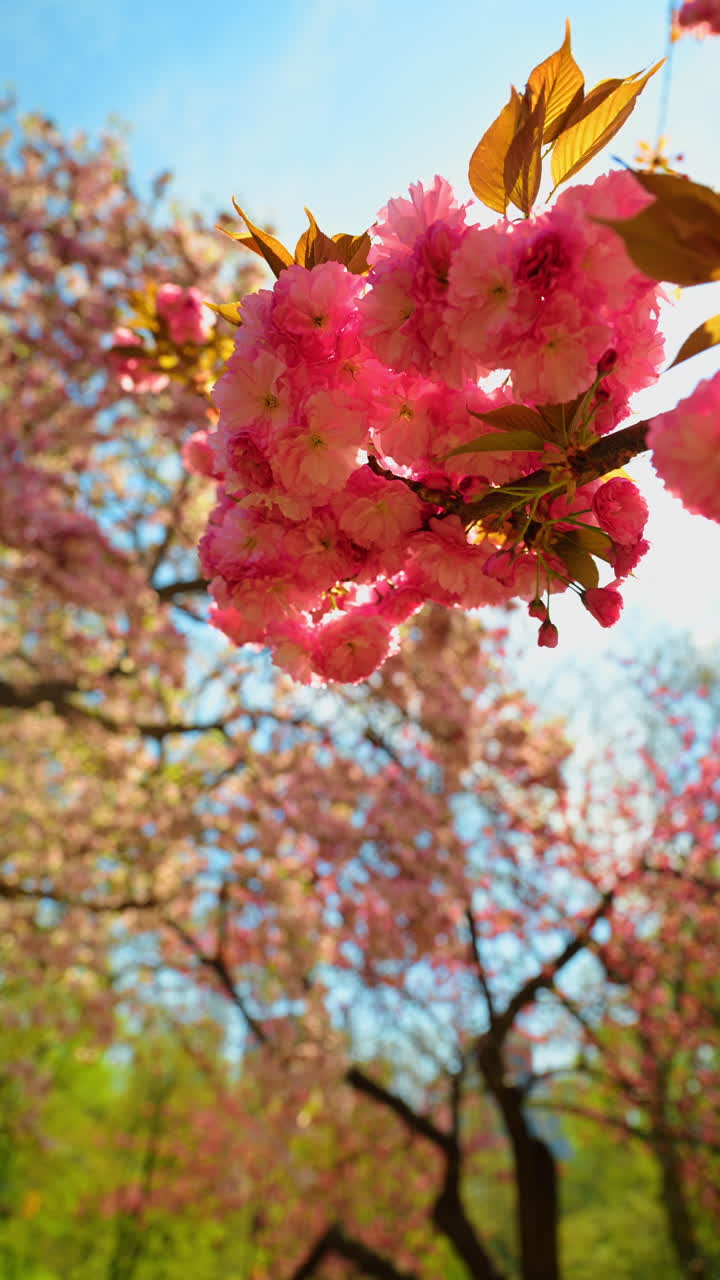 Lush pink cherry blossom clusters under clear blue sky. Close up of double-flowered cherry blossoms with green leaves in bright spring light