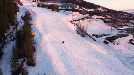 Aerial-view-of-moose-walking-in-snowy-ski-slope-during-sunset