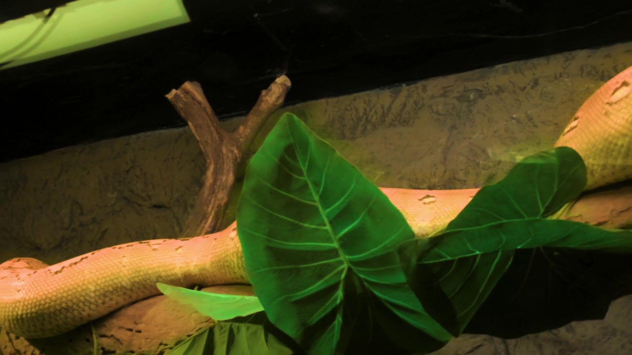 A vibrant yellow reticulated python (Malayopython reticulatus) gracefully descends from a sturdy tree branch within its zoo enclosure, showcasing its natural movement and impressive scales.