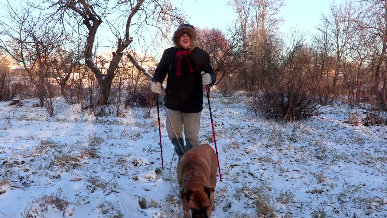 senderista con palos de senderismo y perro caminando en el jardín en invierno
